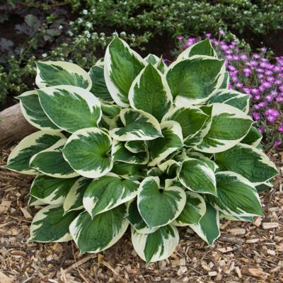 Hosta 'Karin'